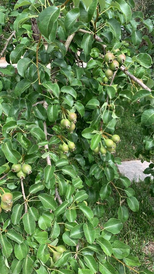 Tenuta Sidore Cursi Ngoại thất bức ảnh