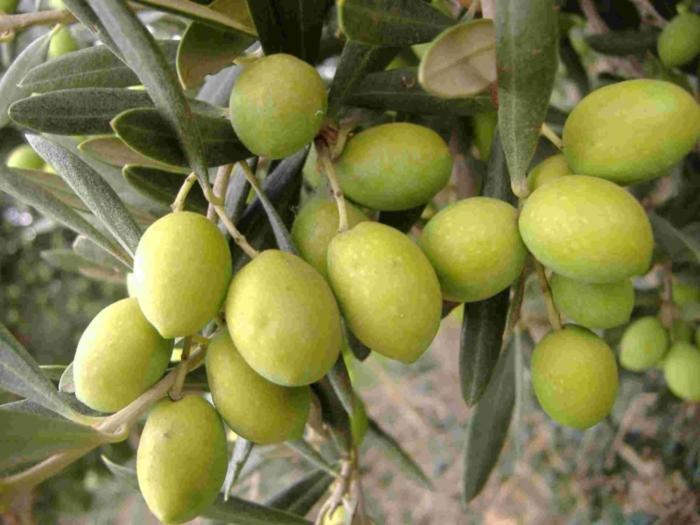 Tenuta Sidore Cursi Ngoại thất bức ảnh